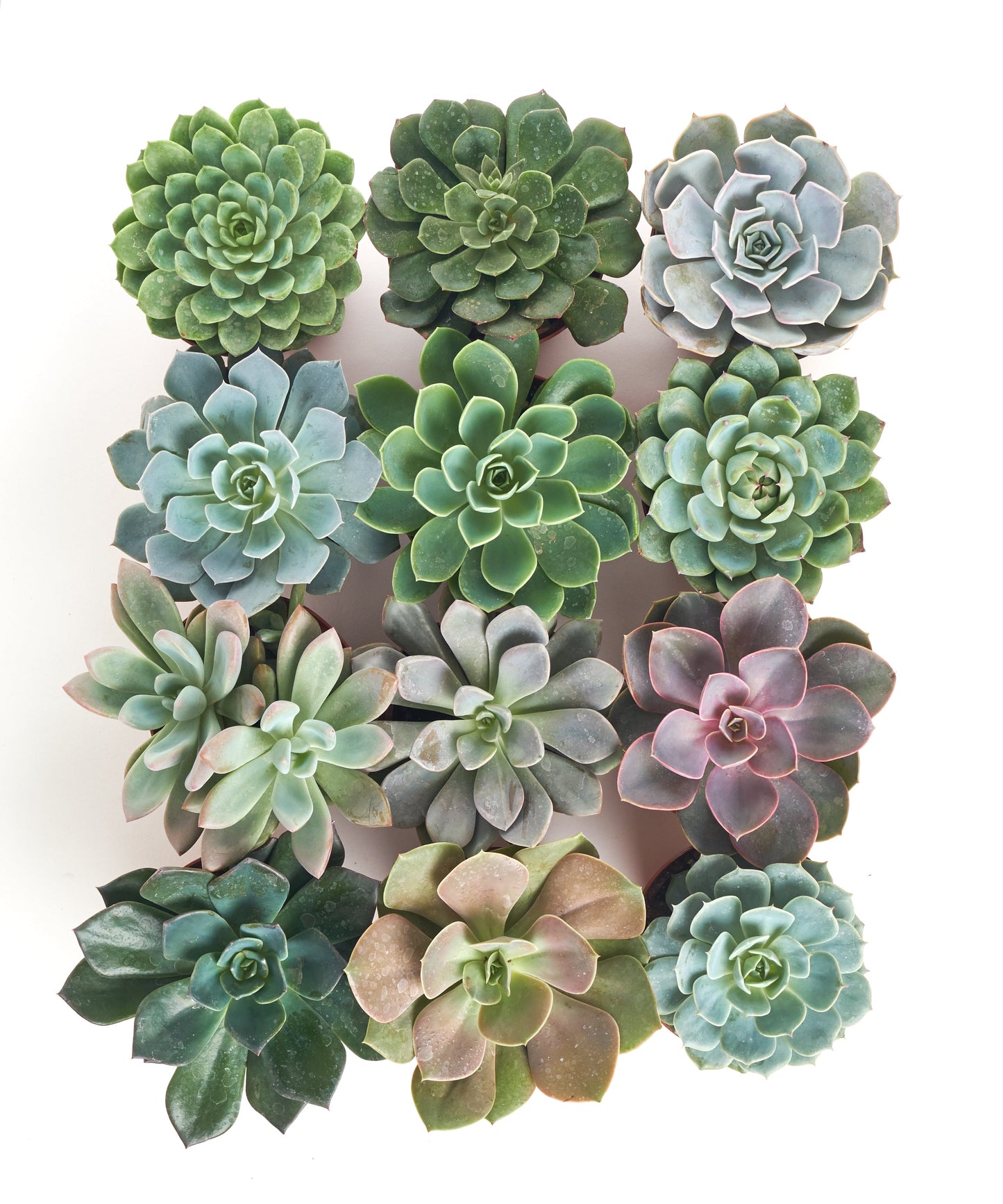 Rosette Medium Succulent Collection