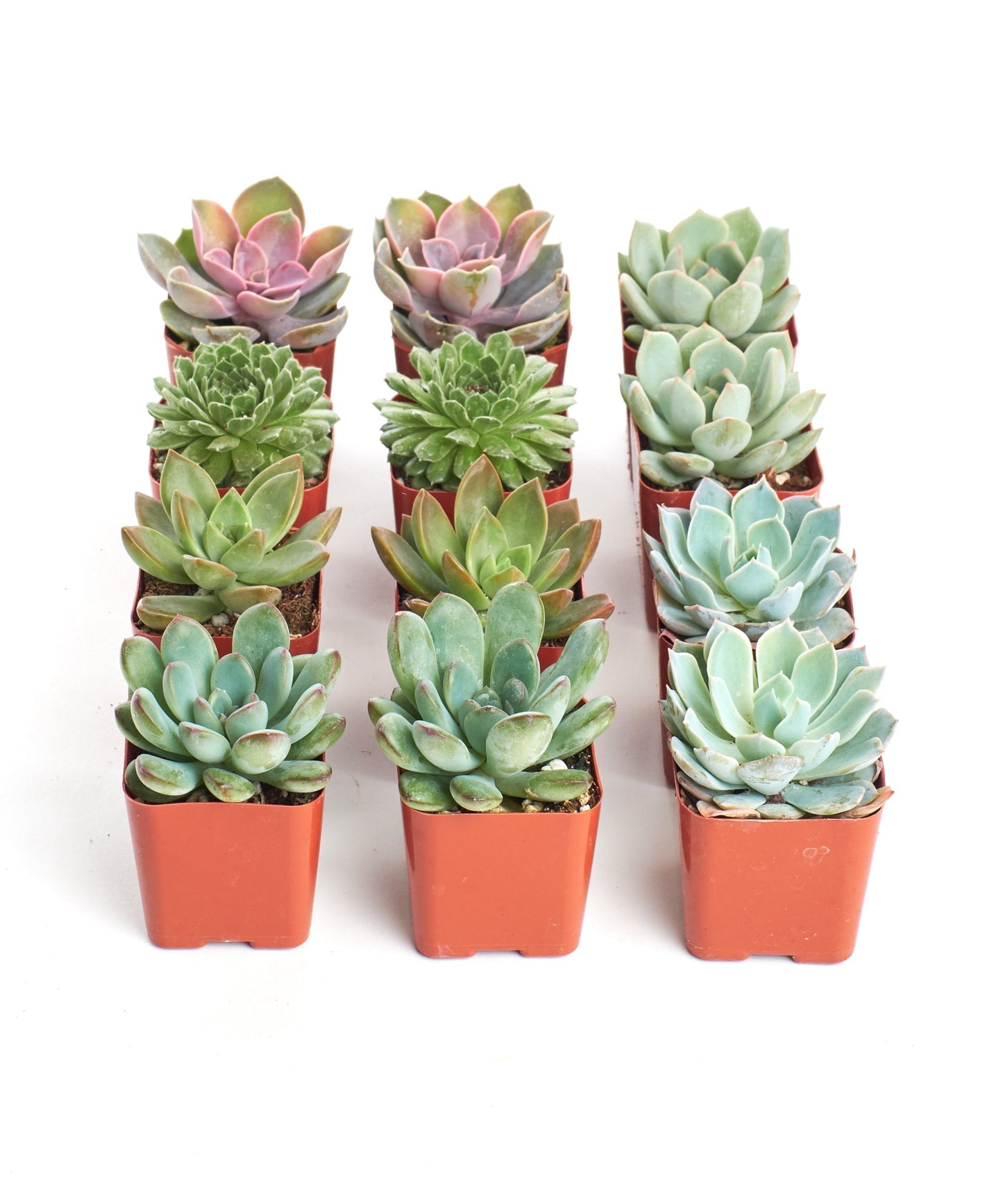 Rosette Succulent Collection