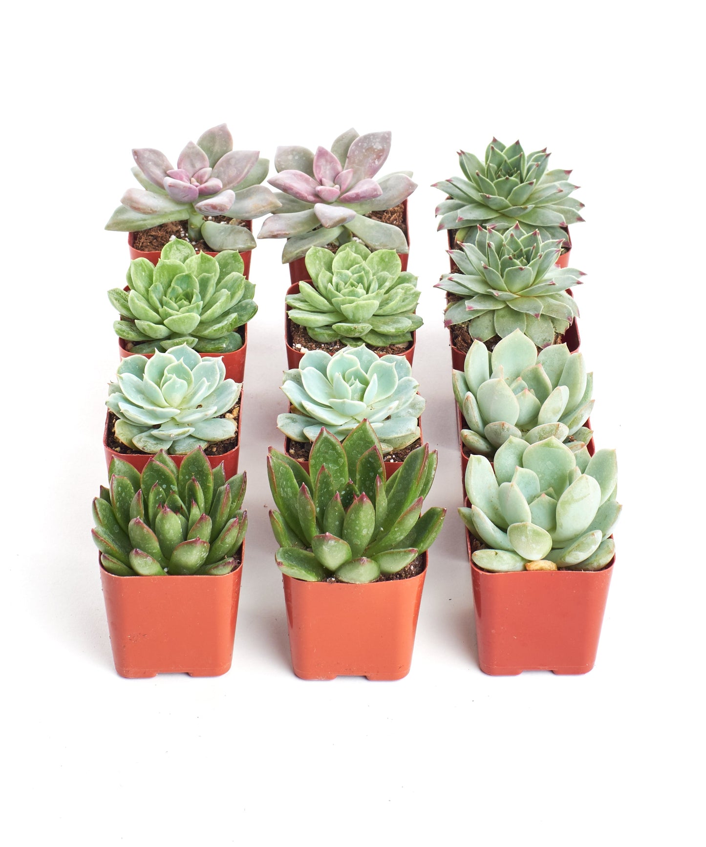 Rosette Succulent Collection