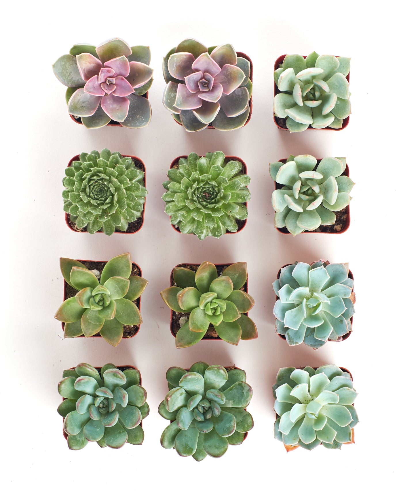 Rosette Succulent Collection