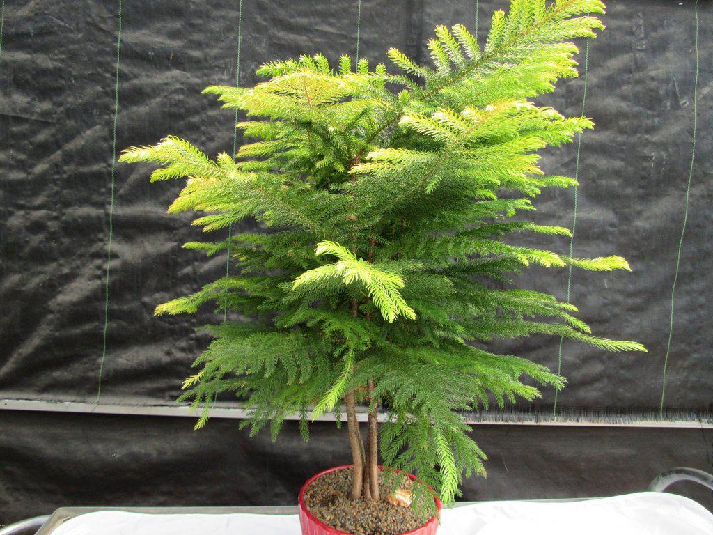 12 Year Old Norfolk Island Pine Specimen Bonsai Tree