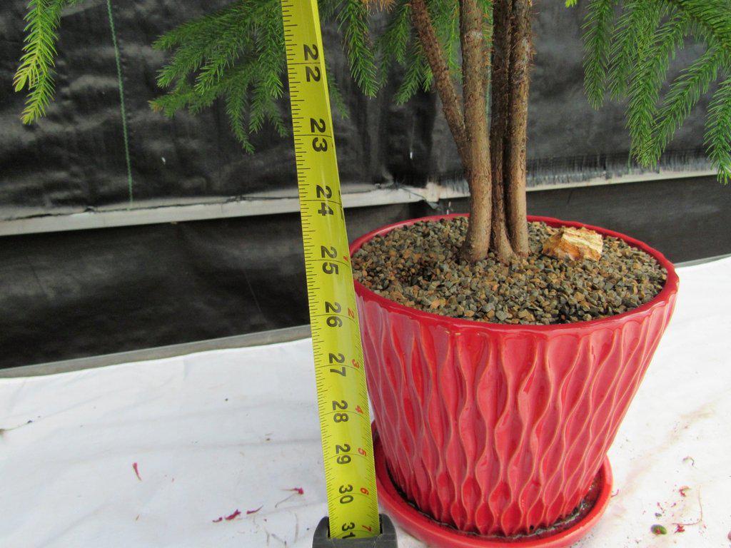 12 Year Old Norfolk Island Pine Specimen Bonsai Tree