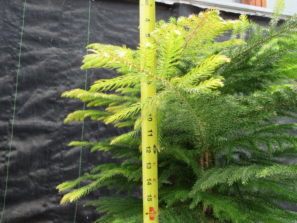 12 Year Old Norfolk Island Pine Specimen Bonsai Tree