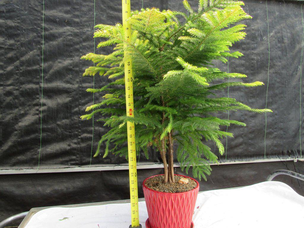 12 Year Old Norfolk Island Pine Specimen Bonsai Tree