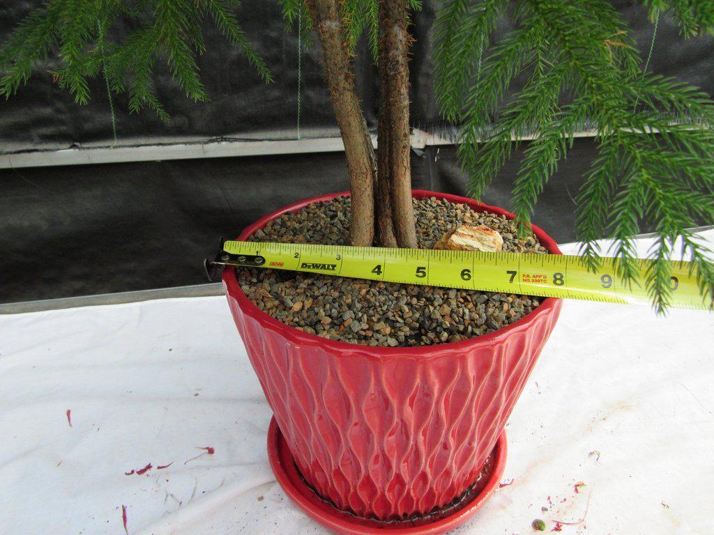 12 Year Old Norfolk Island Pine Specimen Bonsai Tree