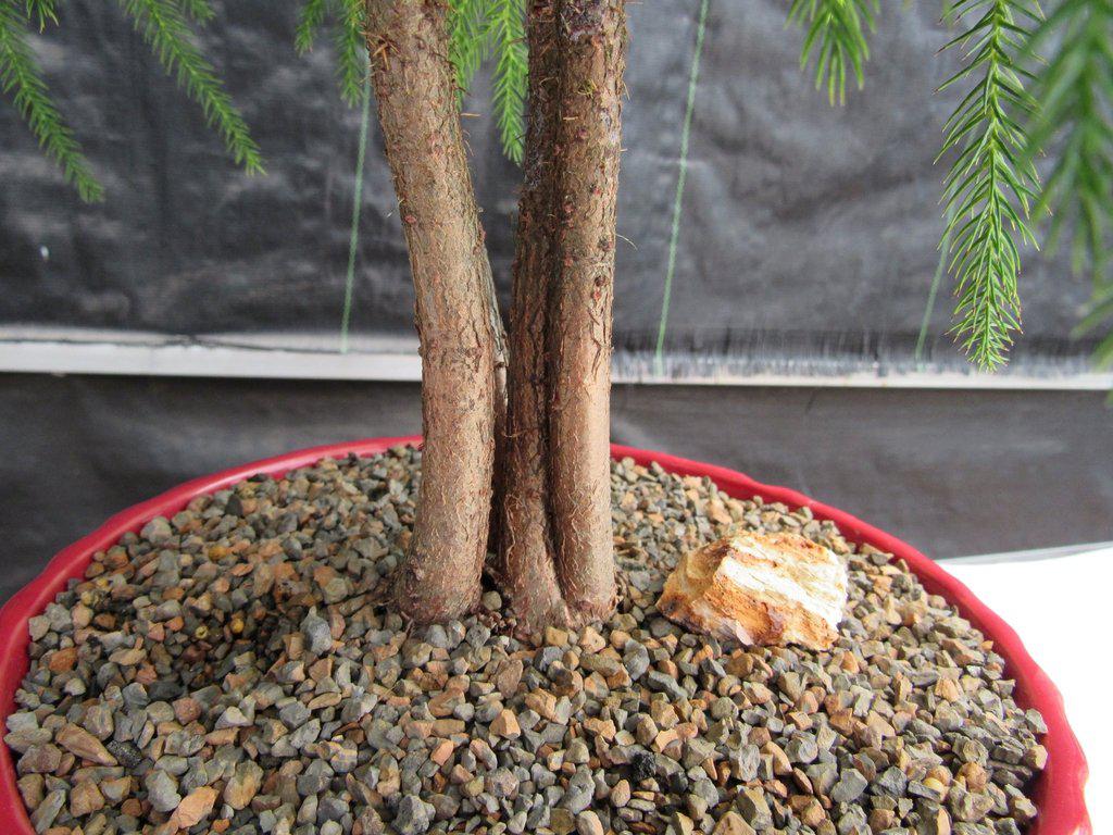 12 Year Old Norfolk Island Pine Specimen Bonsai Tree