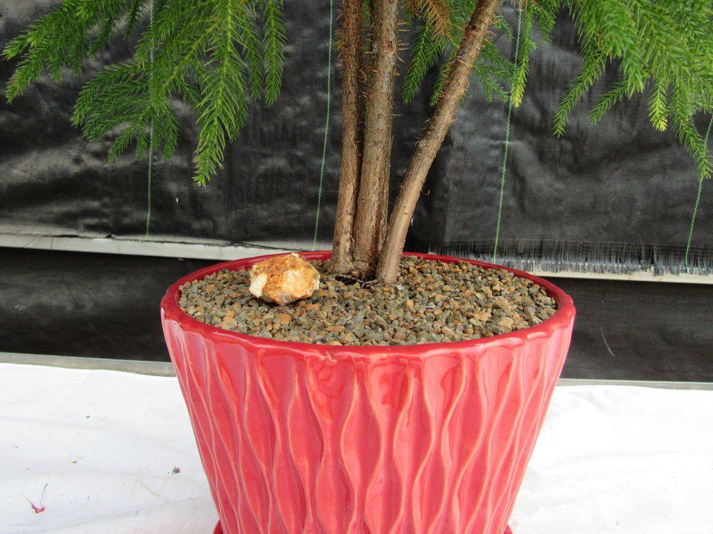 12 Year Old Norfolk Island Pine Specimen Bonsai Tree