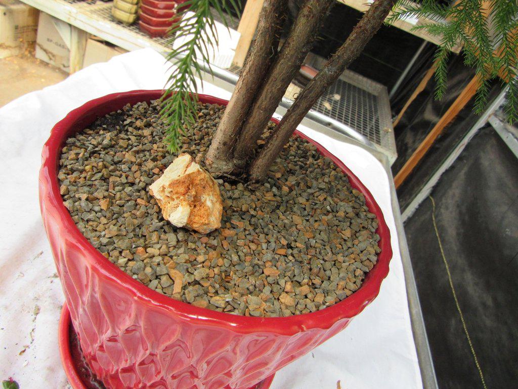 12 Year Old Norfolk Island Pine Specimen Bonsai Tree