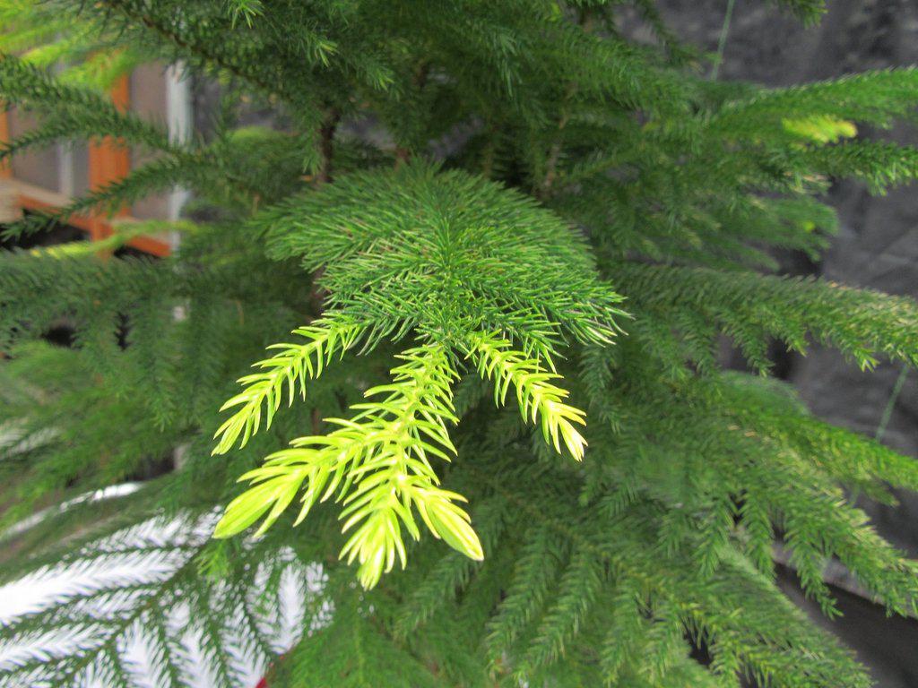 12 Year Old Norfolk Island Pine Specimen Bonsai Tree