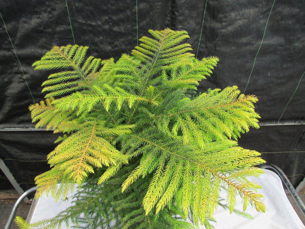 12 Year Old Norfolk Island Pine Specimen Bonsai Tree