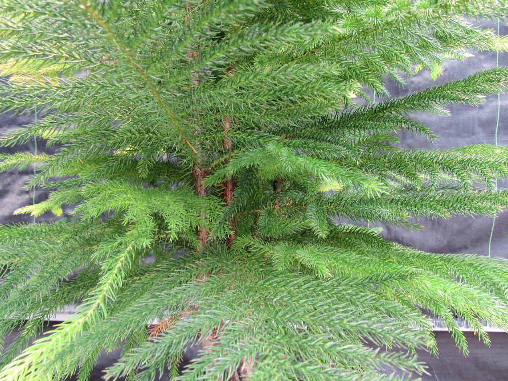 12 Year Old Norfolk Island Pine Specimen Bonsai Tree