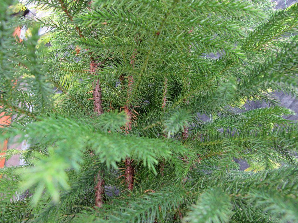 12 Year Old Norfolk Island Pine Specimen Bonsai Tree