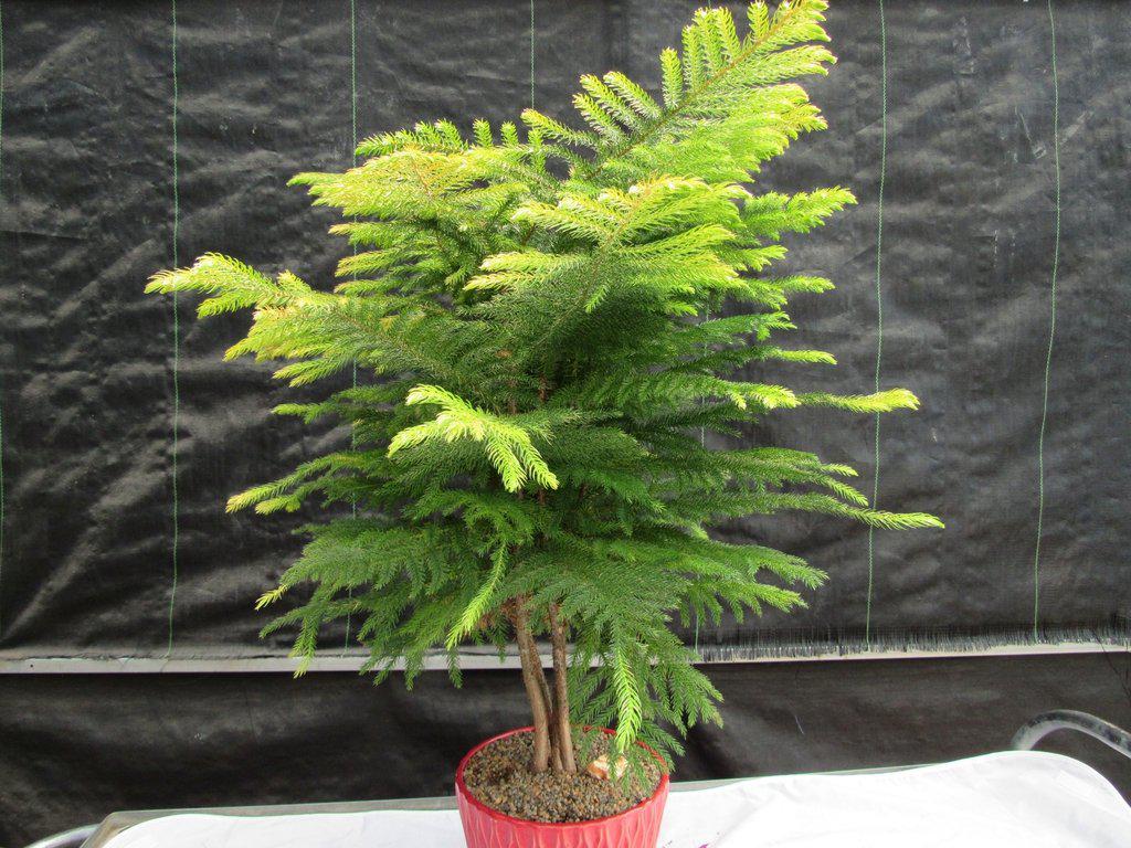 12 Year Old Norfolk Island Pine Specimen Bonsai Tree