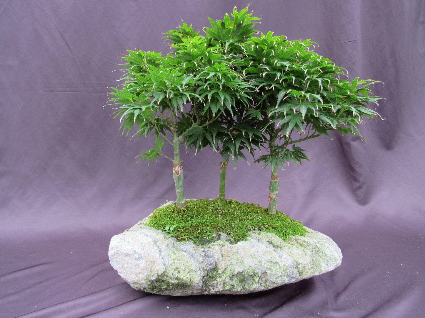 14 Year Old Mikawa Yatsubusa Japanese Maple Specimen Bonsai 3 Tree Forest