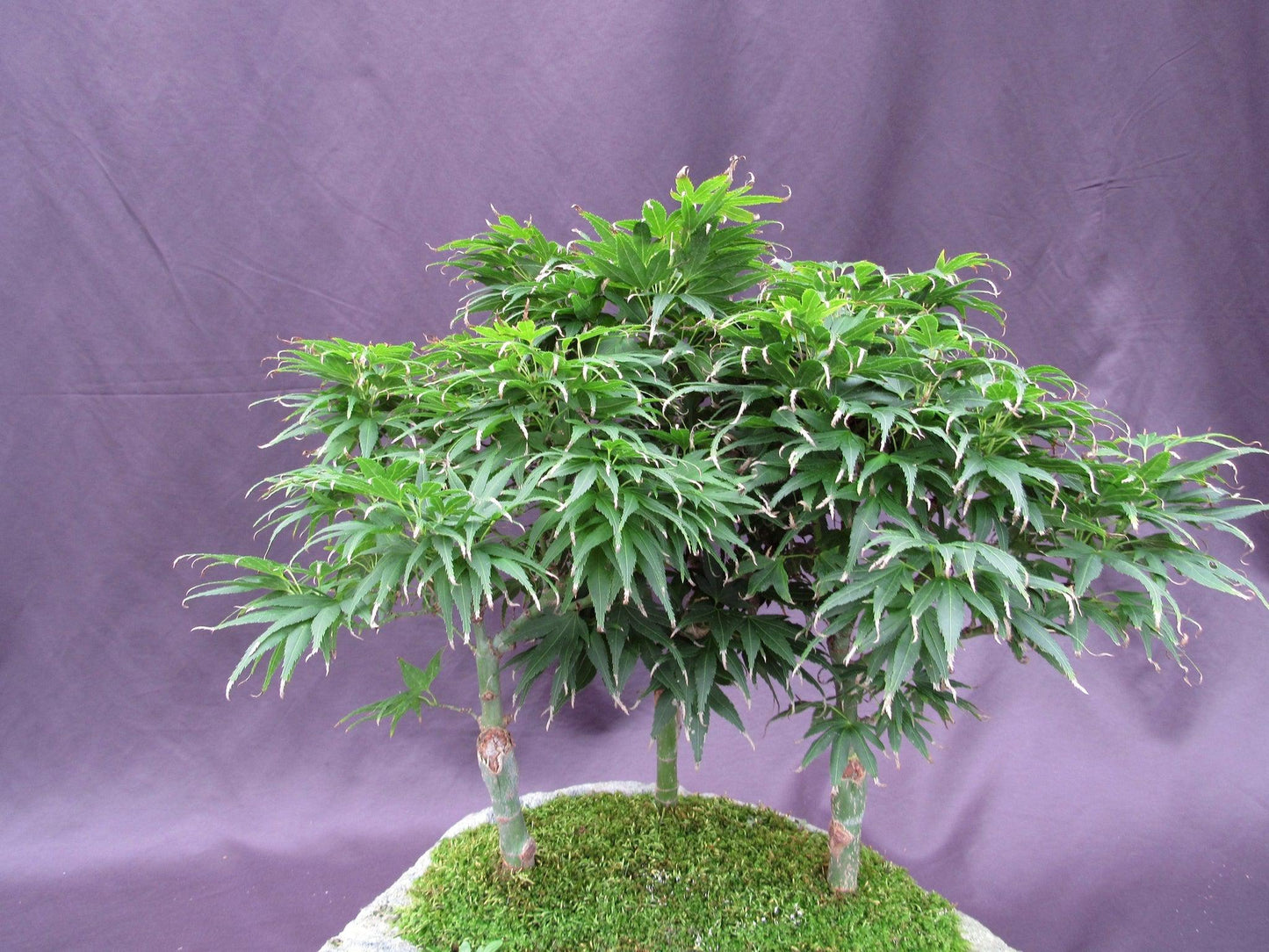 14 Year Old Mikawa Yatsubusa Japanese Maple Specimen Bonsai 3 Tree Forest