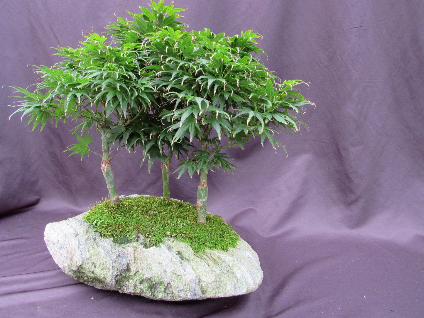 14 Year Old Mikawa Yatsubusa Japanese Maple Specimen Bonsai 3 Tree Forest