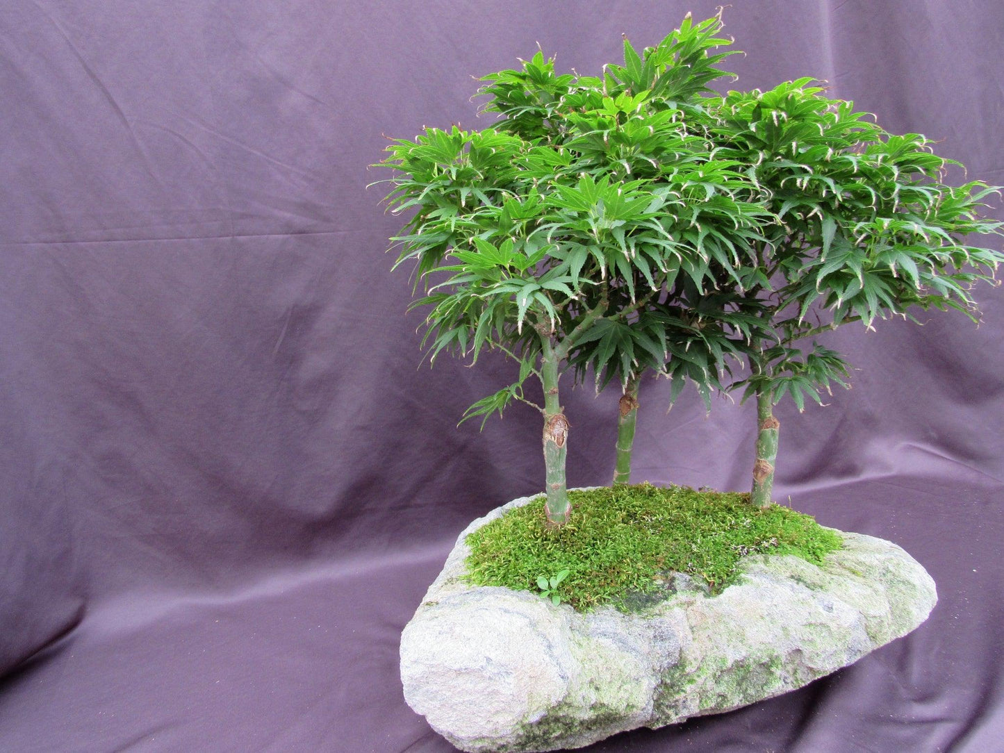 14 Year Old Mikawa Yatsubusa Japanese Maple Specimen Bonsai 3 Tree Forest