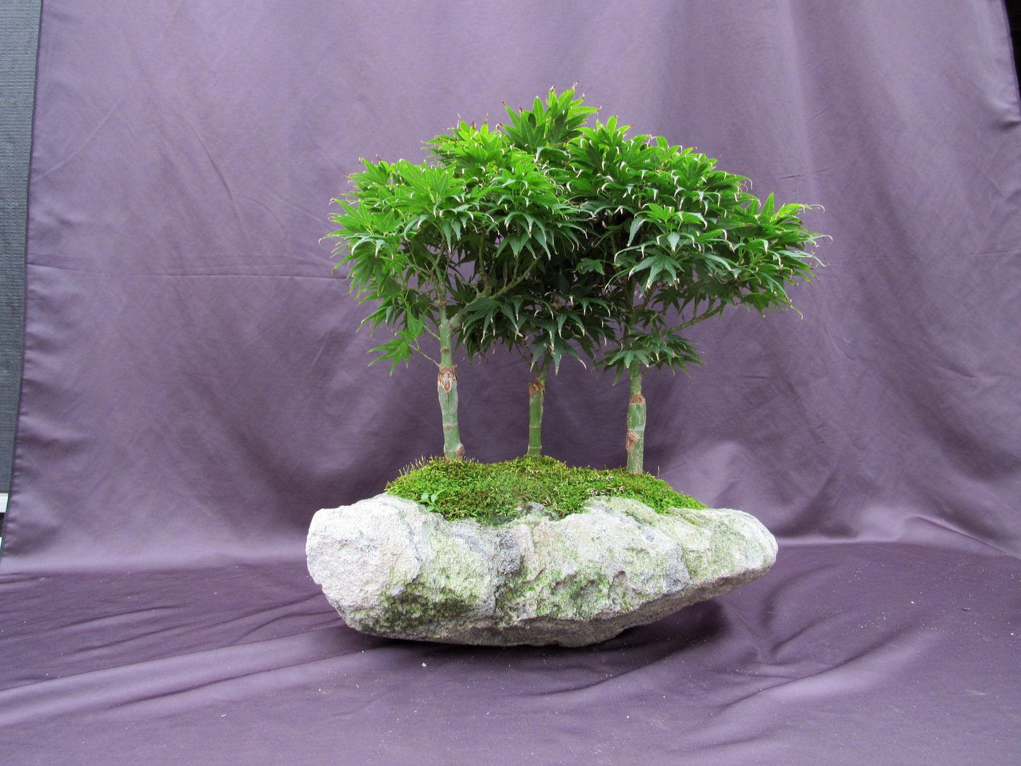 14 Year Old Mikawa Yatsubusa Japanese Maple Specimen Bonsai 3 Tree Forest