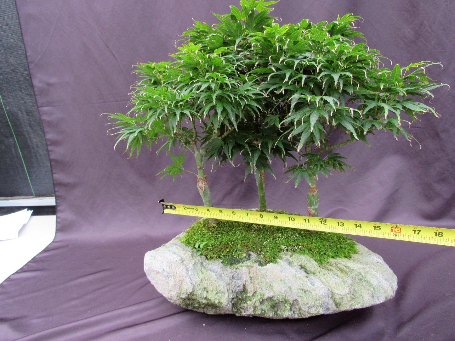 14 Year Old Mikawa Yatsubusa Japanese Maple Specimen Bonsai 3 Tree Forest