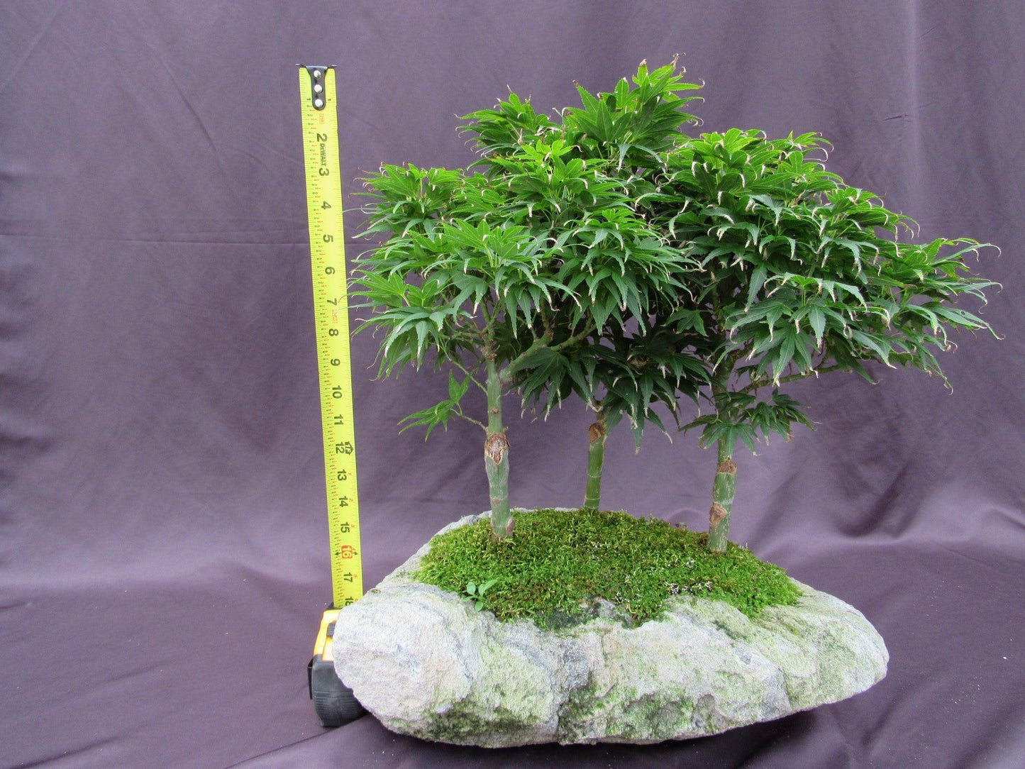 14 Year Old Mikawa Yatsubusa Japanese Maple Specimen Bonsai 3 Tree Forest