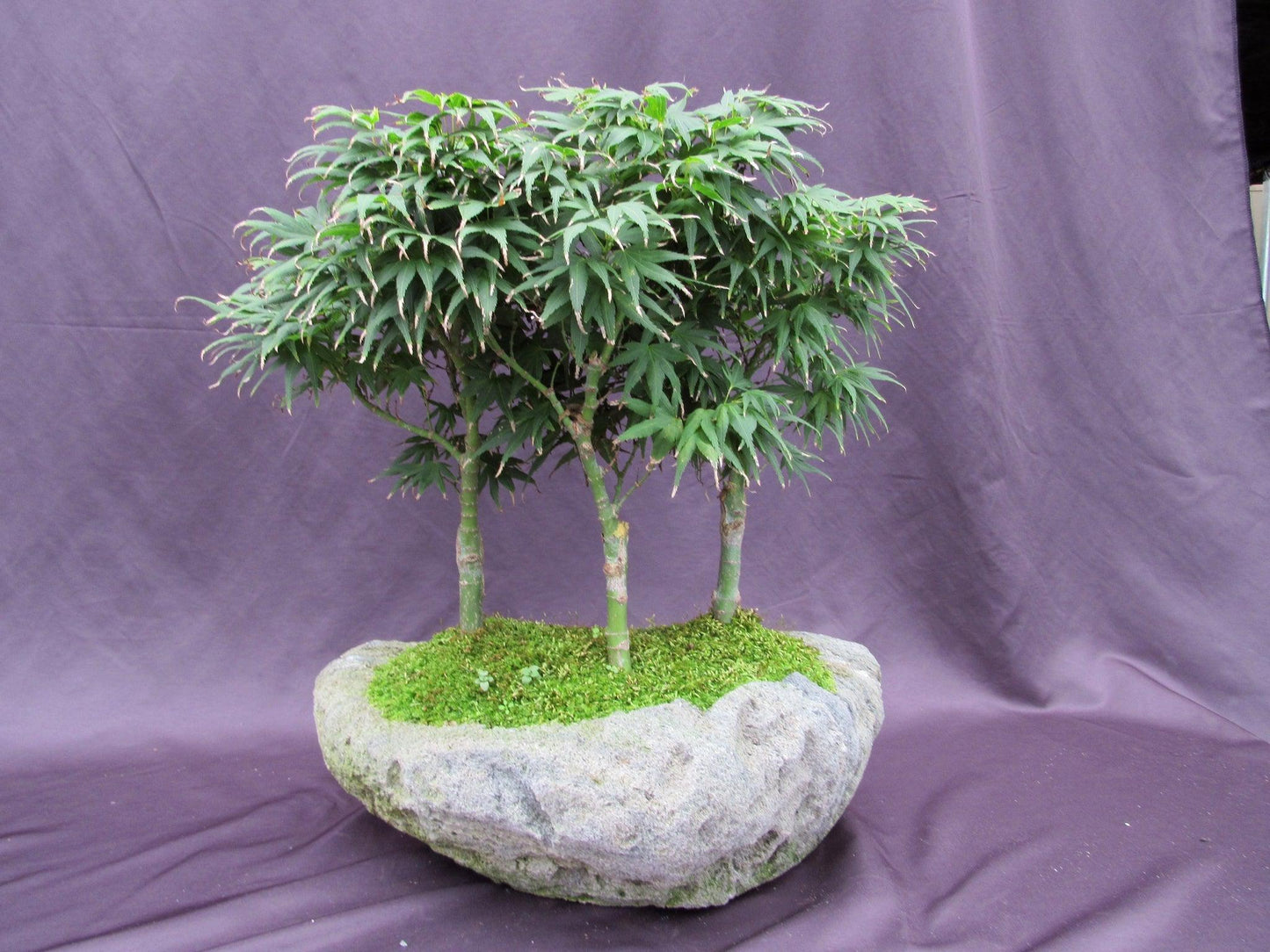 14 Year Old Mikawa Yatsubusa Japanese Maple Specimen Bonsai 3 Tree Forest