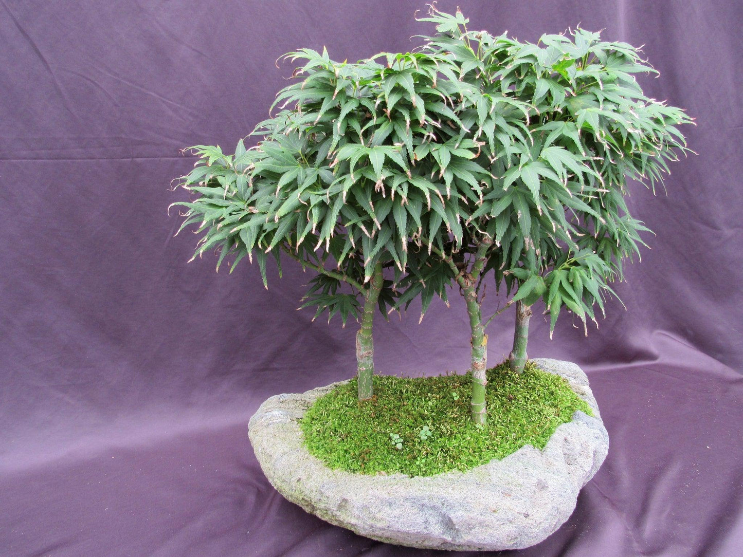 14 Year Old Mikawa Yatsubusa Japanese Maple Specimen Bonsai 3 Tree Forest