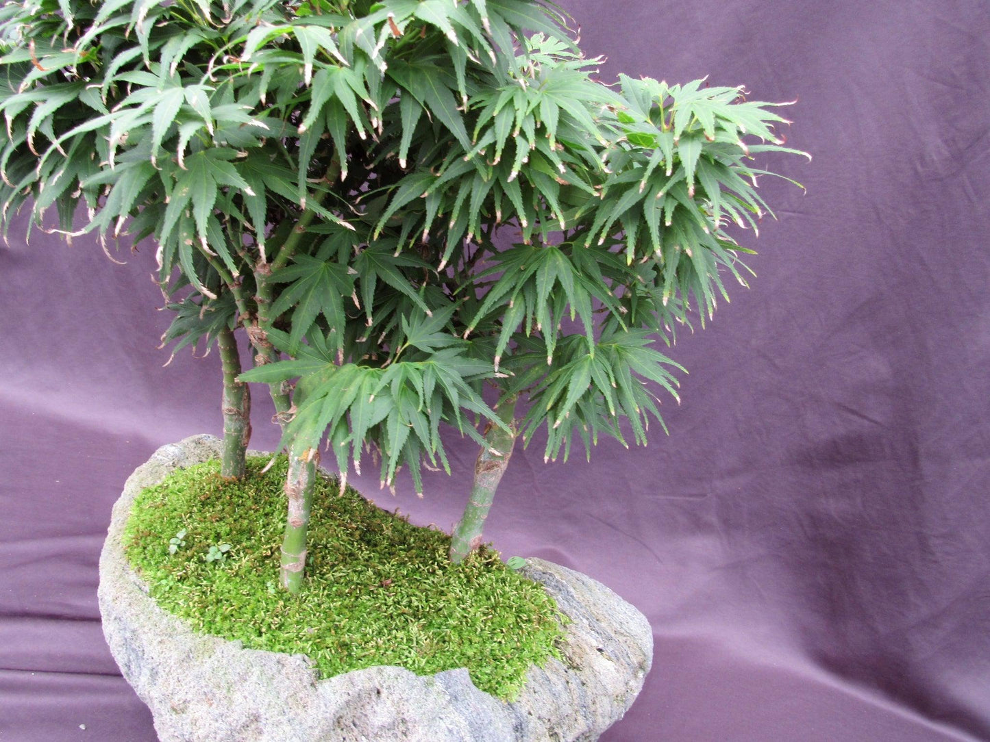 14 Year Old Mikawa Yatsubusa Japanese Maple Specimen Bonsai 3 Tree Forest