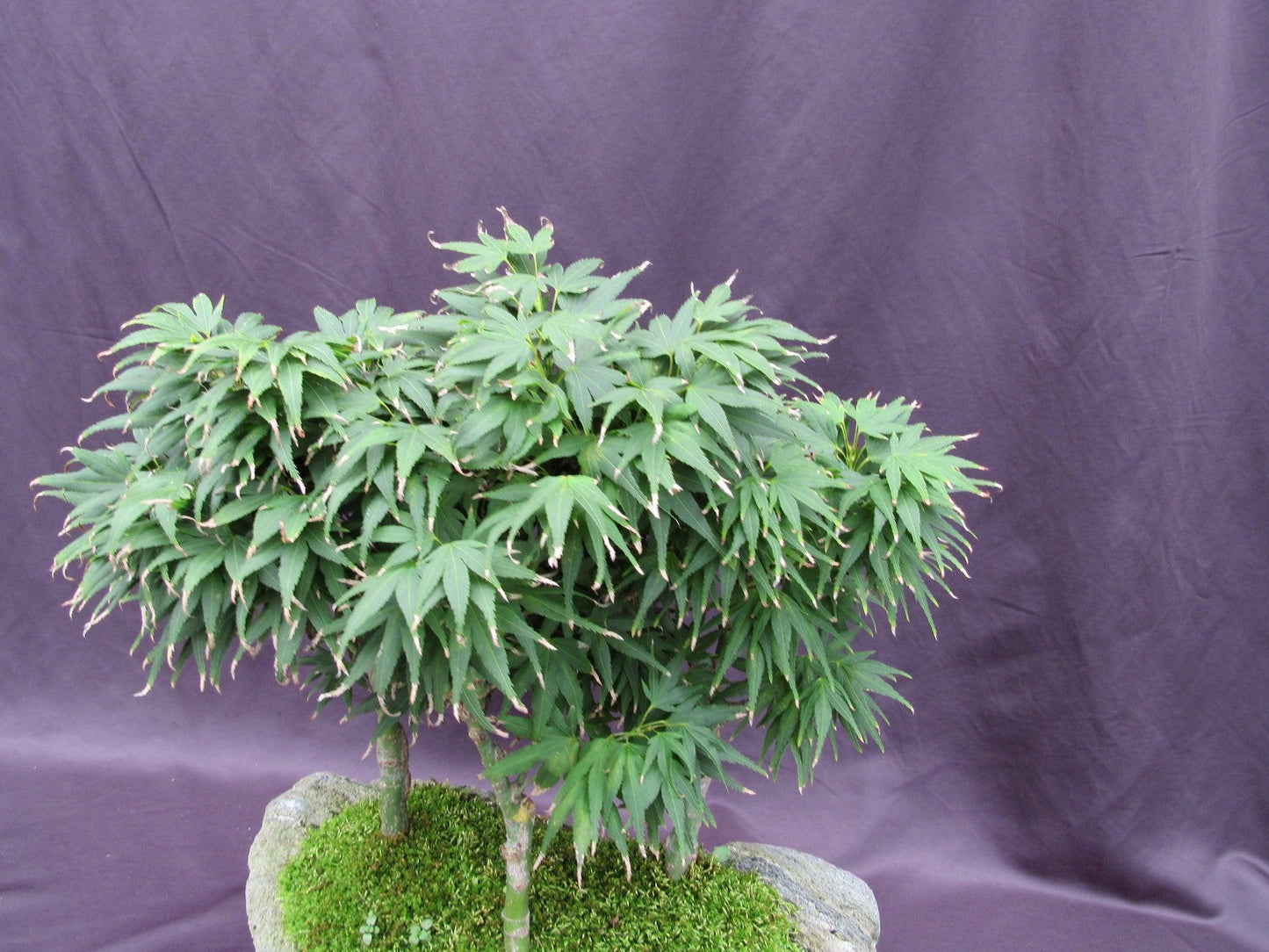 14 Year Old Mikawa Yatsubusa Japanese Maple Specimen Bonsai 3 Tree Forest