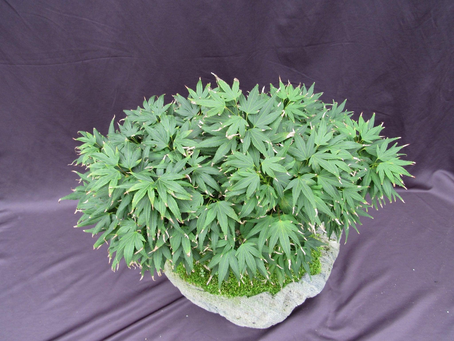 14 Year Old Mikawa Yatsubusa Japanese Maple Specimen Bonsai 3 Tree Forest