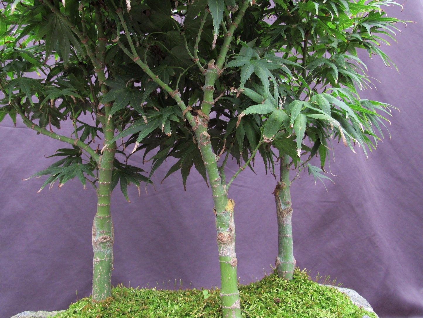 14 Year Old Mikawa Yatsubusa Japanese Maple Specimen Bonsai 3 Tree Forest