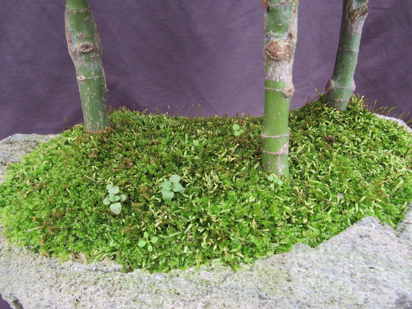 14 Year Old Mikawa Yatsubusa Japanese Maple Specimen Bonsai 3 Tree Forest