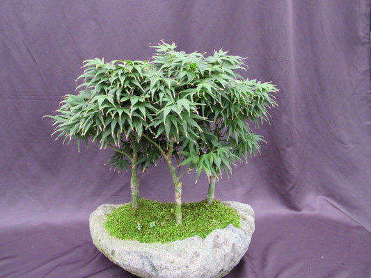 14 Year Old Mikawa Yatsubusa Japanese Maple Specimen Bonsai 3 Tree Forest