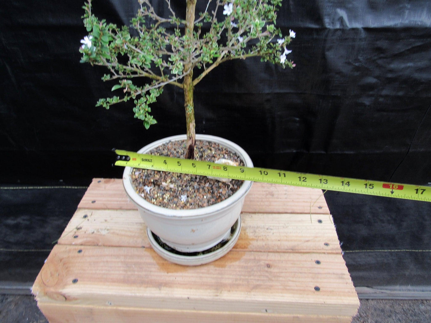 16 Year Old Mt. Fuji Serissa Flowering Specimen Bonsai Tree