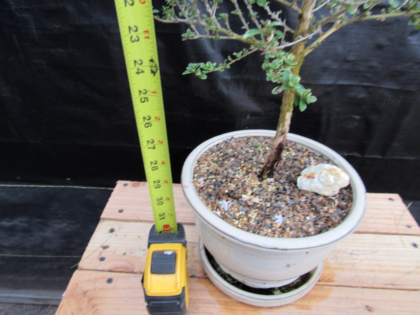 16 Year Old Mt. Fuji Serissa Flowering Specimen Bonsai Tree