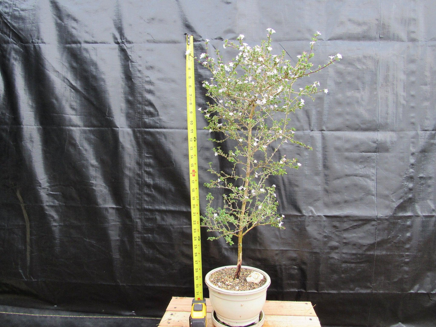 16 Year Old Mt. Fuji Serissa Flowering Specimen Bonsai Tree