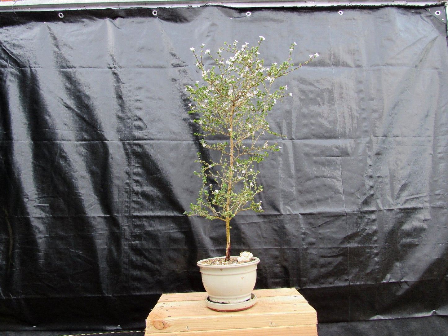 16 Year Old Mt. Fuji Serissa Flowering Specimen Bonsai Tree