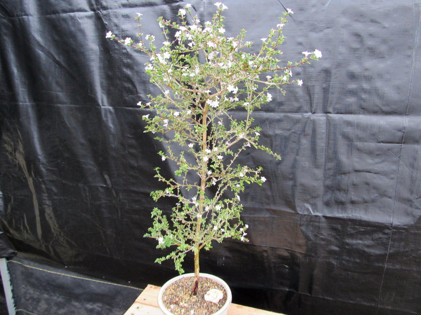 16 Year Old Mt. Fuji Serissa Flowering Specimen Bonsai Tree