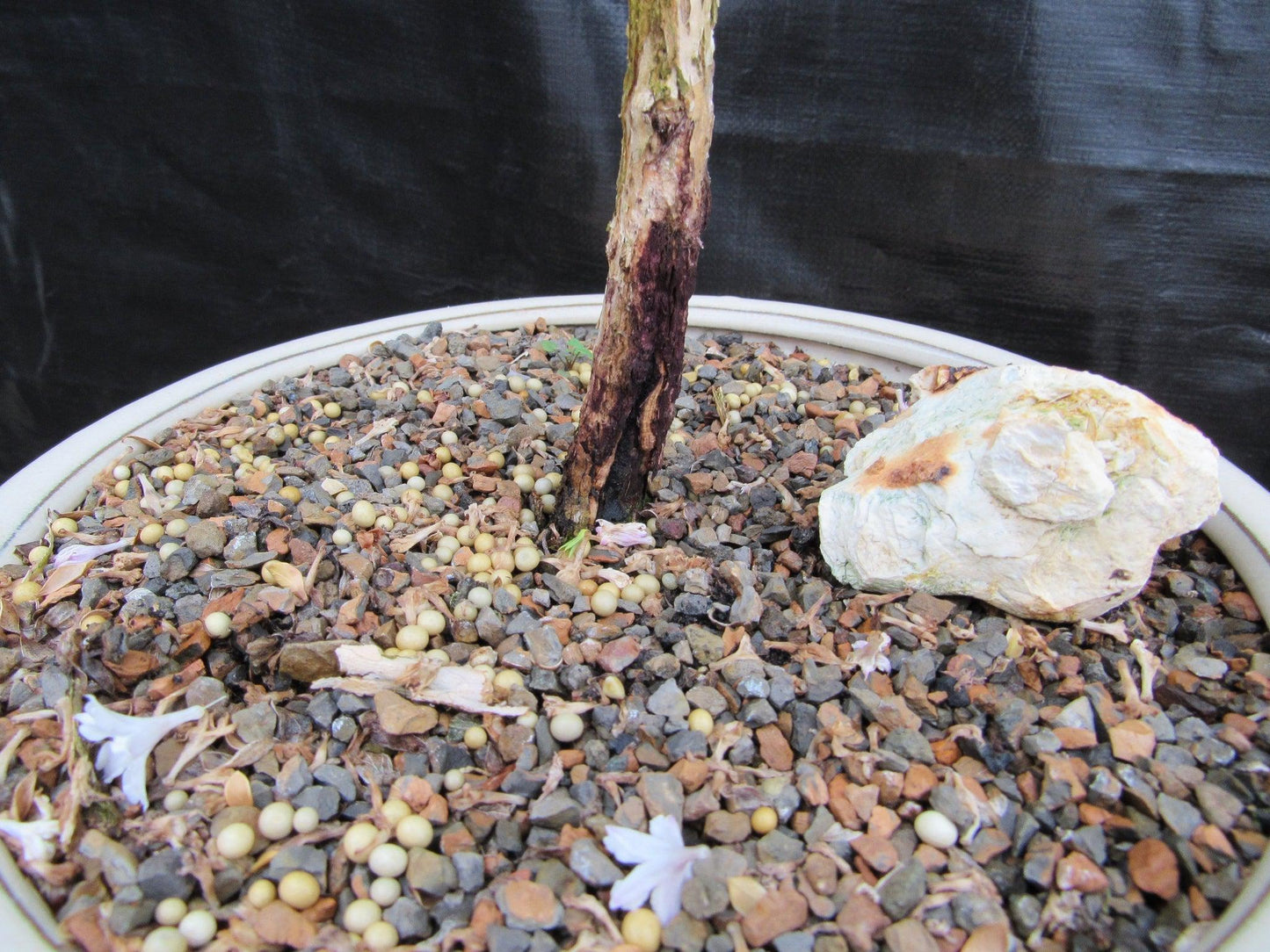 16 Year Old Mt. Fuji Serissa Flowering Specimen Bonsai Tree