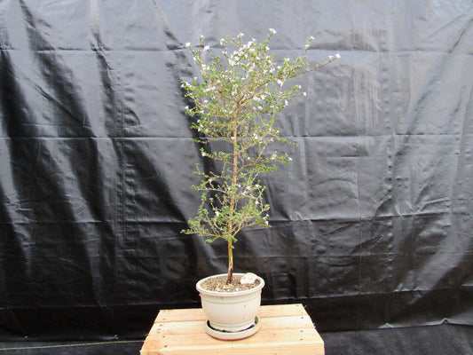 16 Year Old Mt. Fuji Serissa Flowering Specimen Bonsai Tree