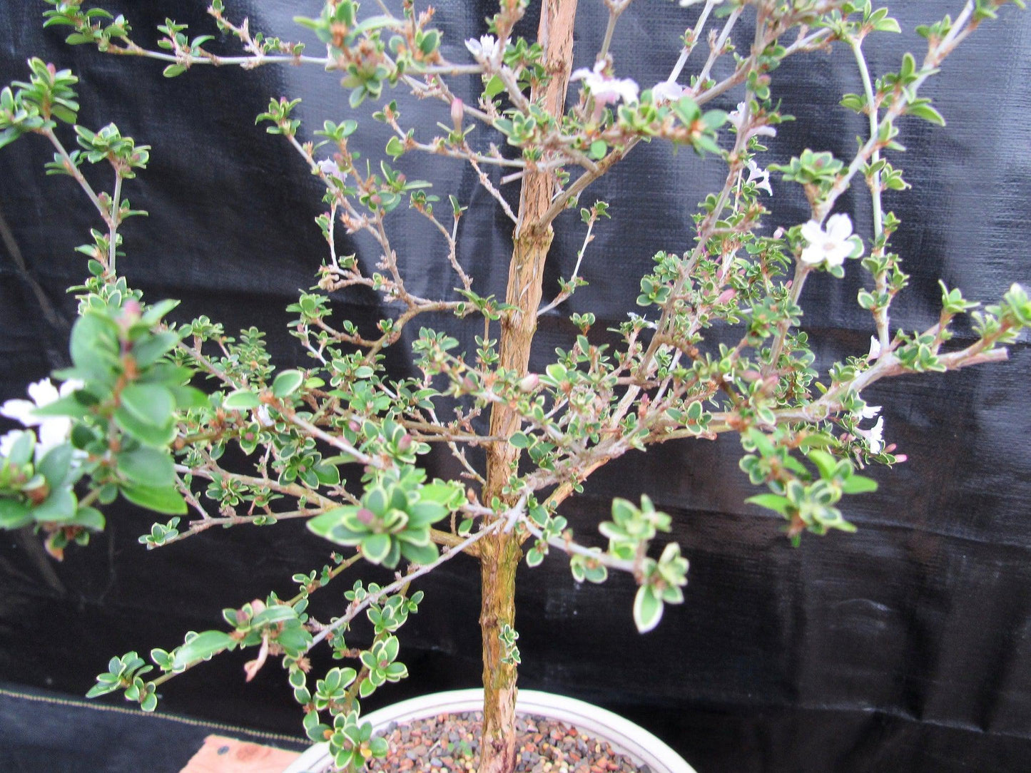 16 Year Old Mt. Fuji Serissa Flowering Specimen Bonsai Tree