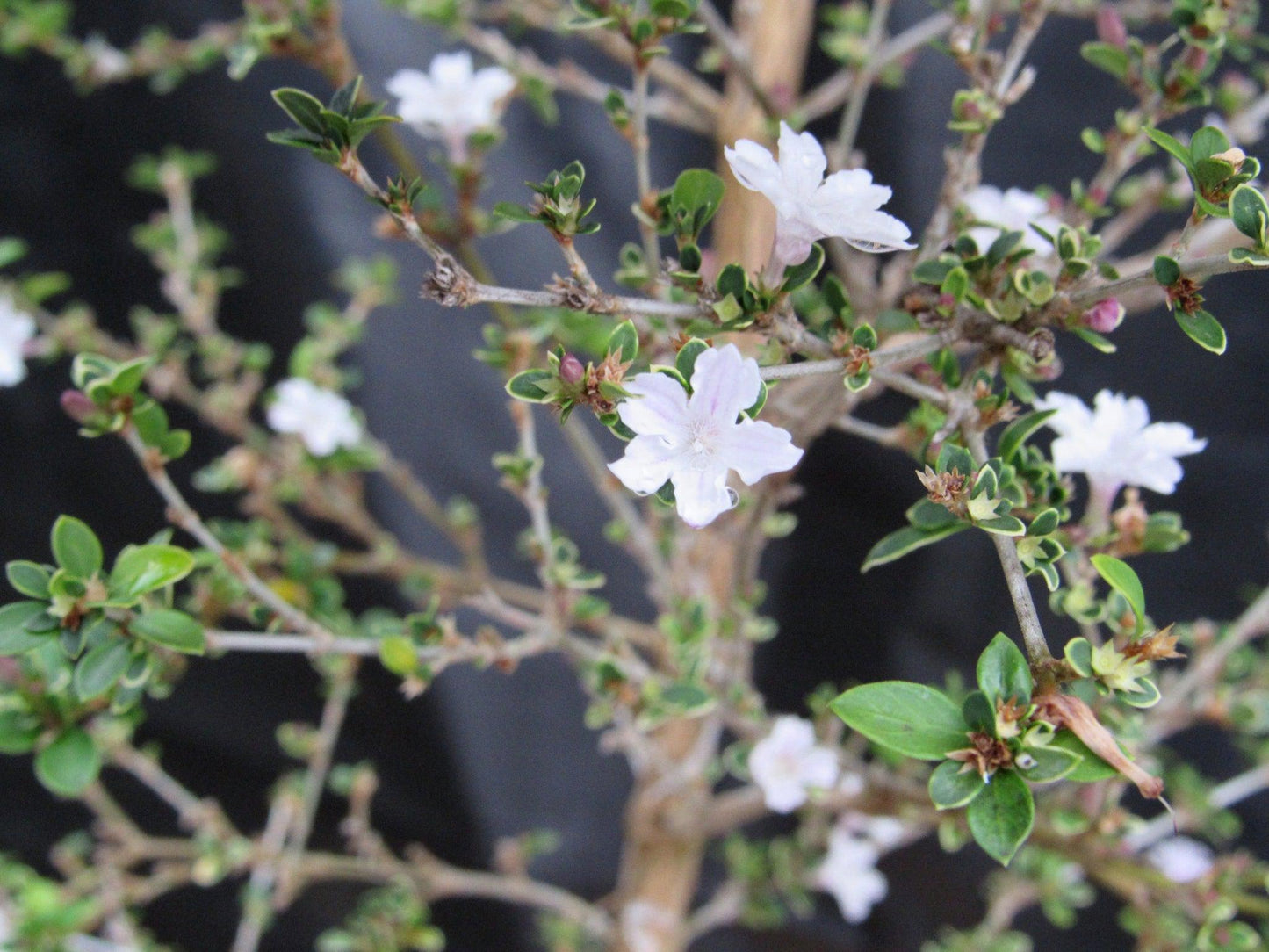 16 Year Old Mt. Fuji Serissa Flowering Specimen Bonsai Tree