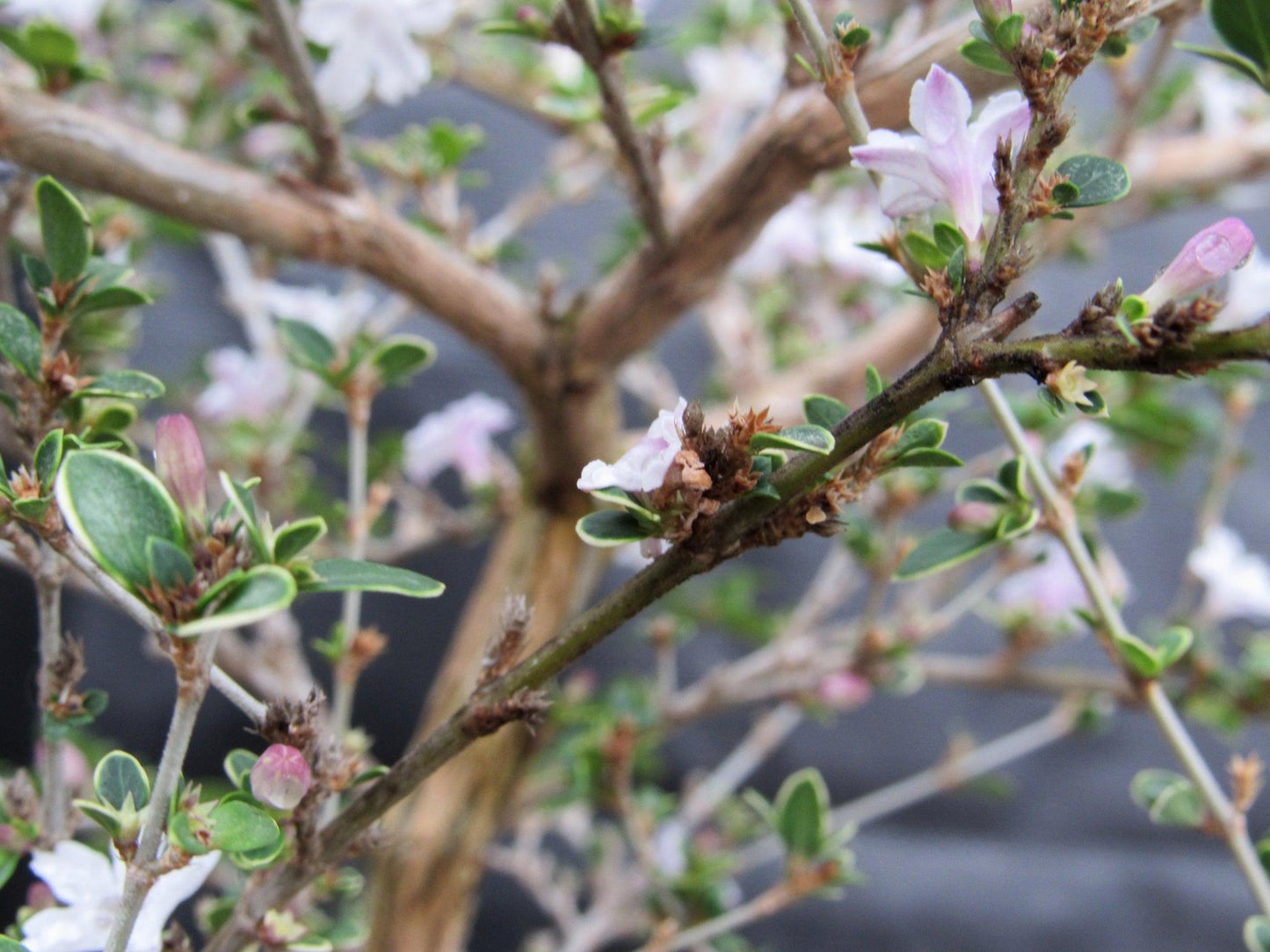 16 Year Old Mt. Fuji Serissa Flowering Specimen Bonsai Tree