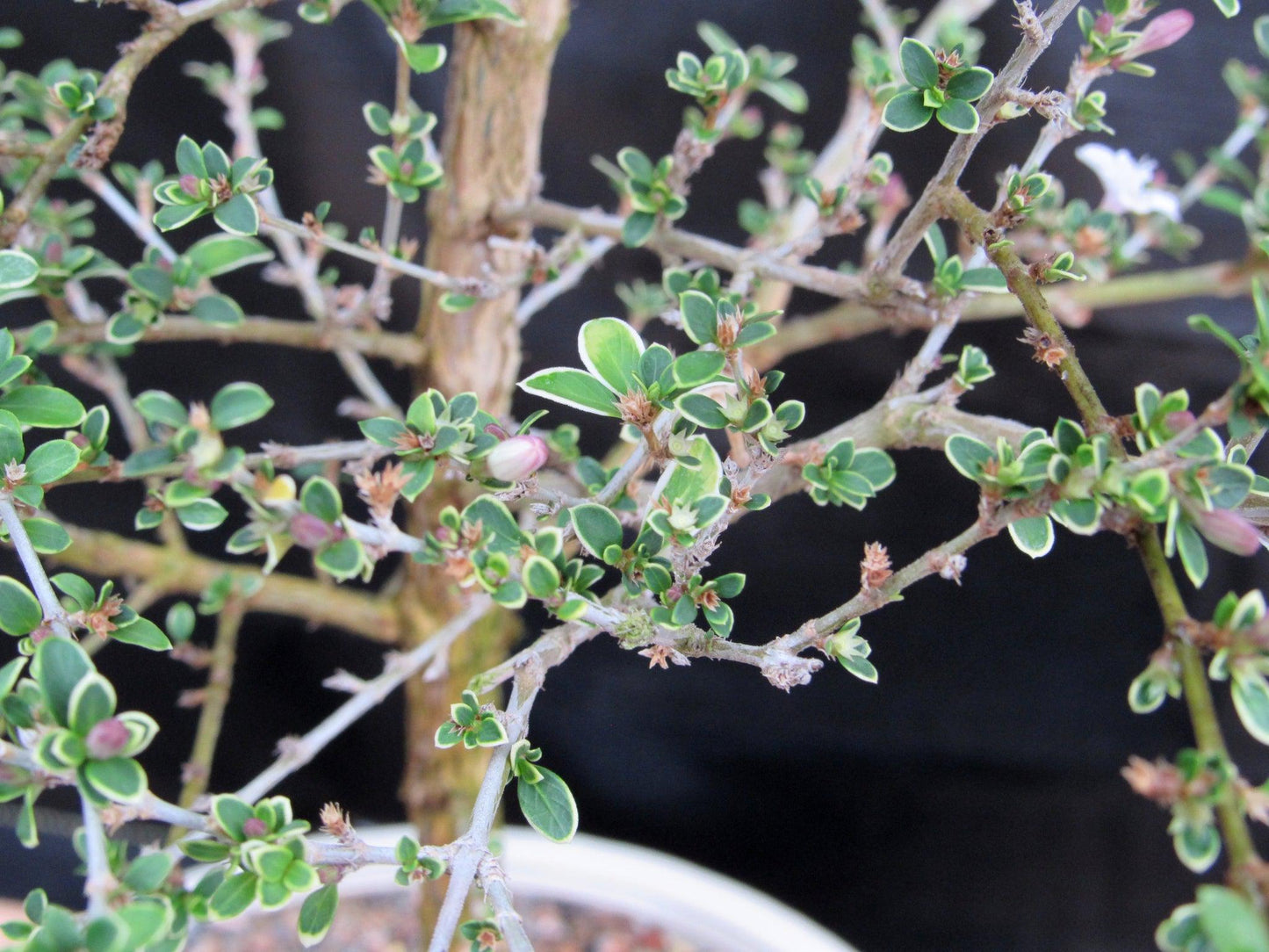 16 Year Old Mt. Fuji Serissa Flowering Specimen Bonsai Tree