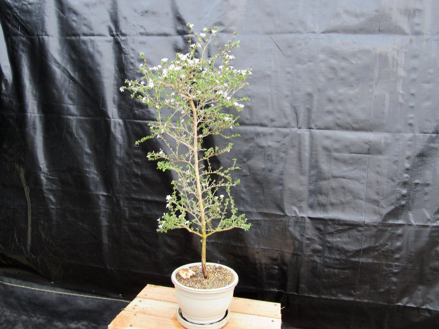 16 Year Old Mt. Fuji Serissa Flowering Specimen Bonsai Tree