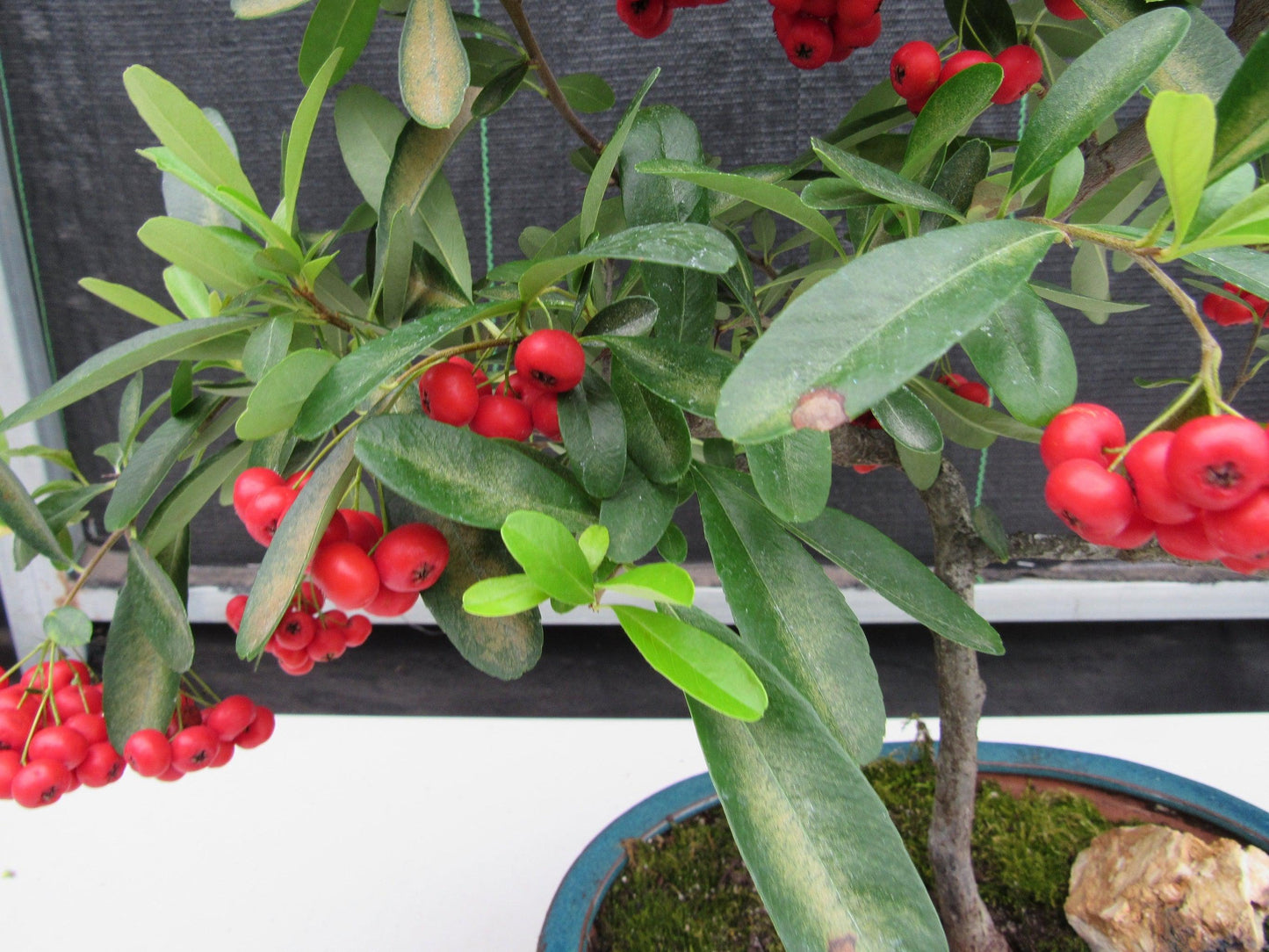 16 Year Old Weeping Barbados Cherry Specimen Bonsai Tree