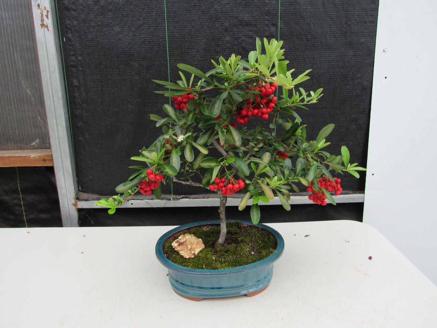 16 Year Old Weeping Barbados Cherry Specimen Bonsai Tree