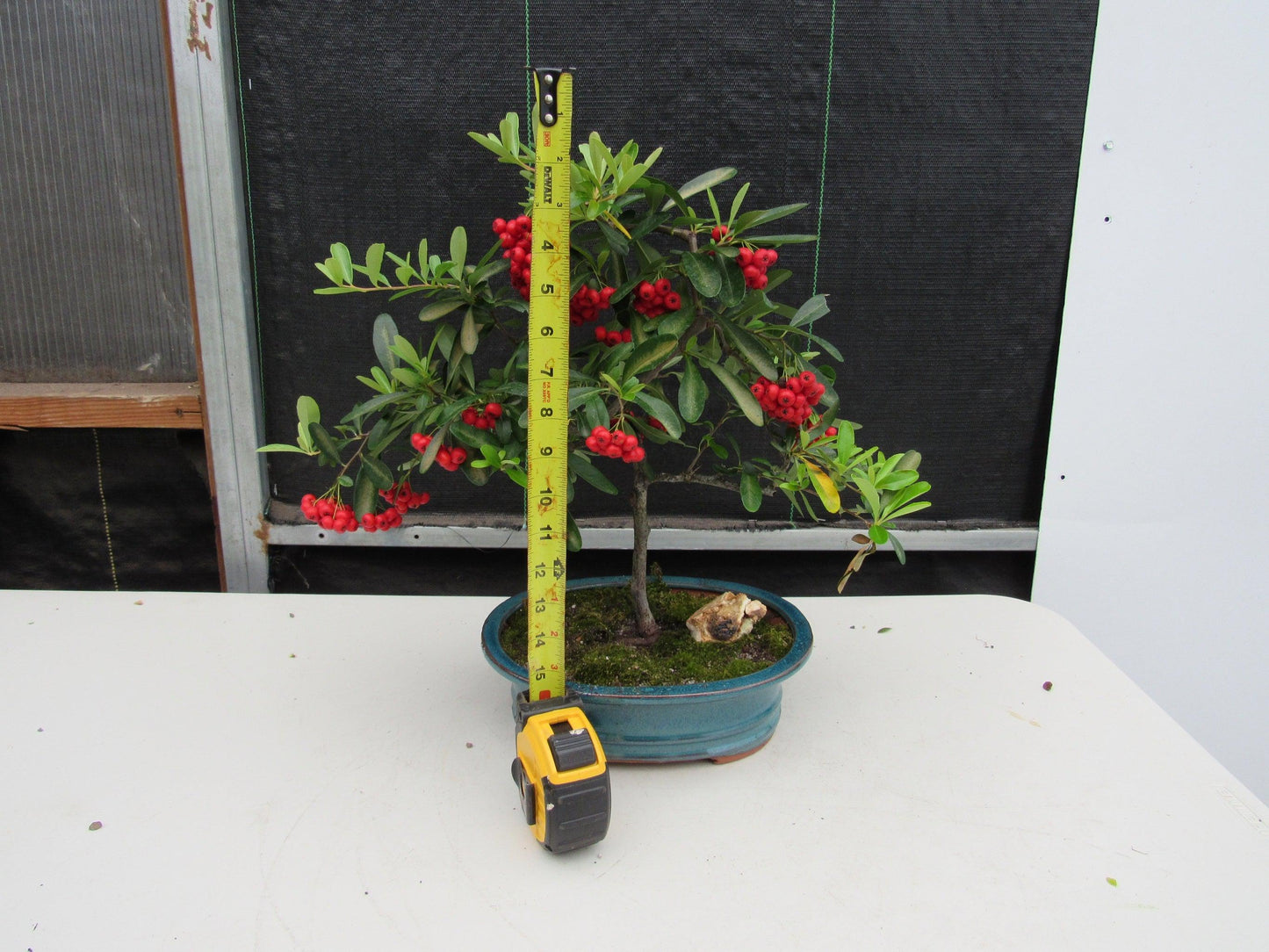 16 Year Old Weeping Barbados Cherry Specimen Bonsai Tree