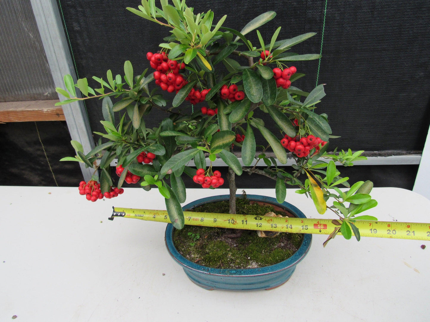 16 Year Old Weeping Barbados Cherry Specimen Bonsai Tree