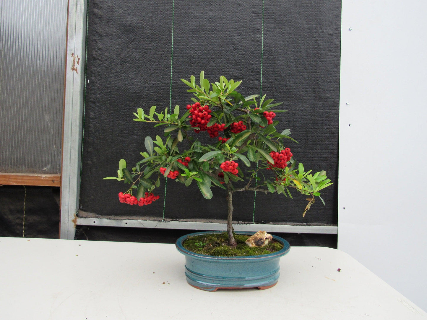 16 Year Old Weeping Barbados Cherry Specimen Bonsai Tree