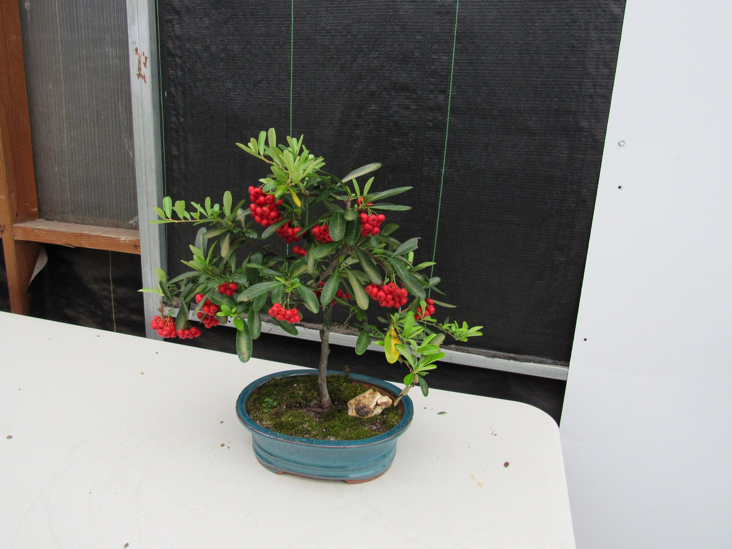 16 Year Old Weeping Barbados Cherry Specimen Bonsai Tree